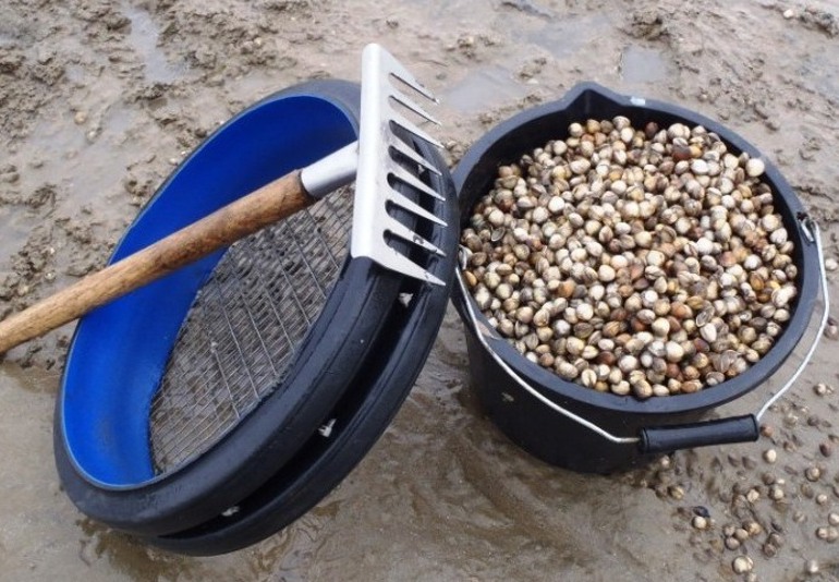 View of tools used to gather cockles