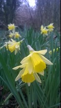 Daffodil at Penhow Woodlands