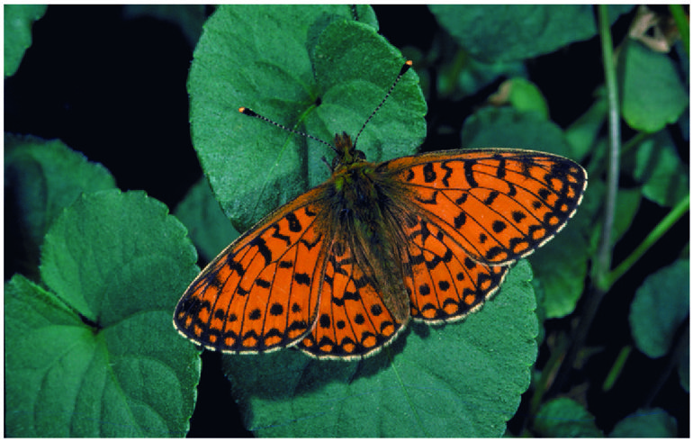 Image of a copper butterfly at Newborough