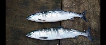 Two pink salmon in ocean phase laid out next to each other. This type of salmon is identifiable by the blue-green on their backs, silver on the flanks and white on their bellies