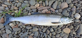 Female pink salmon in freshwater phase laid out on pebbles. Females will have heavily spotted tails and adipose fins