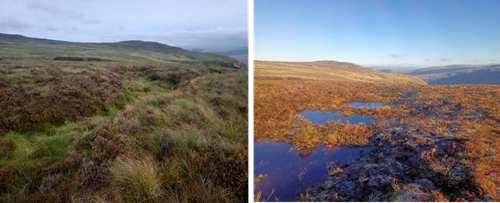 Lluniau yn dangos adferiad mawndir uwchben fferm Foel, cwm Penmachno, Conwy. Mae'r llun ar y chwith yn dangos y mawndir cyn ei adfer. Mae'r llun ar y dde yn dangos y mawndir wedi'i adfer. Llun Iago Thomas, swyddog mawndir Uwch Conwy yr Ymddiriedolaeth Genedlaethol.