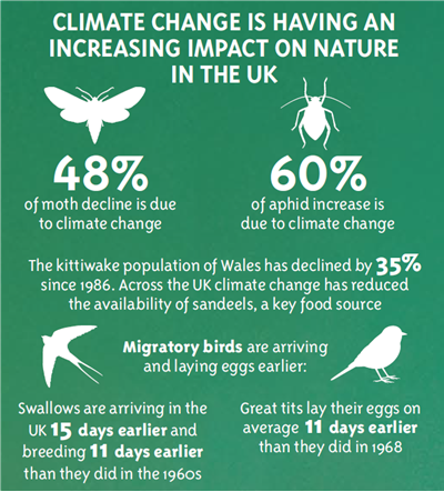 Climate change is having an increasing impact on nature in the UK. 48% of moth decline is due to climate change. 60% of aphid increase is due to climate change. The kittiwake population of Wales has declined by 35% since 1986. Across the UK climate change has reduced the availability of sandeels, a key food source. Migratory birds are arriving and laying eggs earlier. Swallows are arriving in the UK 15 days earlier and breeding 11 days earlier than they did in the 1960s. Great tits lay their eggs on average 11 days earlier than they did in 1968