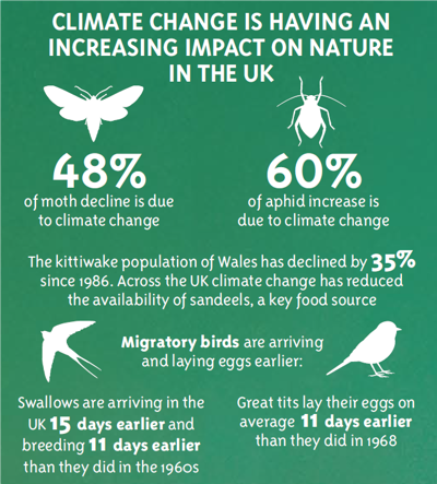 Climate change is having an increasing impact on nature in the UK. 48% of moth decline is due to climate change. 60% of aphid increase is due to climate change. The kittiwake population of Wales has declined by 35% since 1986. Across the UK climate change has reduced the availability of sandeels, a key food source. Migratory birds are arriving and laying eggs earlier. Swallows are arriving in the UK 15 days earlier and breeding 11 days earlier than they did in the 1960s. Great tits lay their eggs on average 11 days earlier than they did in 1968