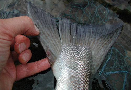 Salmon with split tail